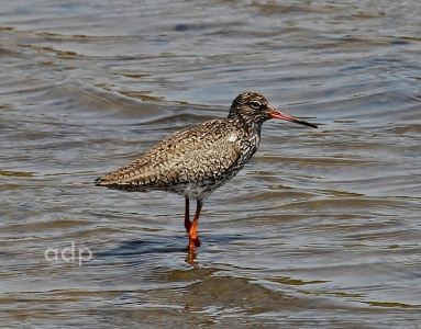 Spotted Redshank (Tringa erythropus), Algarve, Alan Prowse